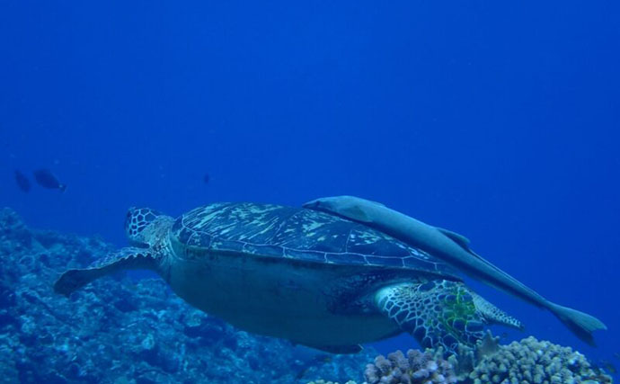 コバンザメの吸着力を利用して大型魚介を獲る　謎多き「コバンザメ漁」とは？