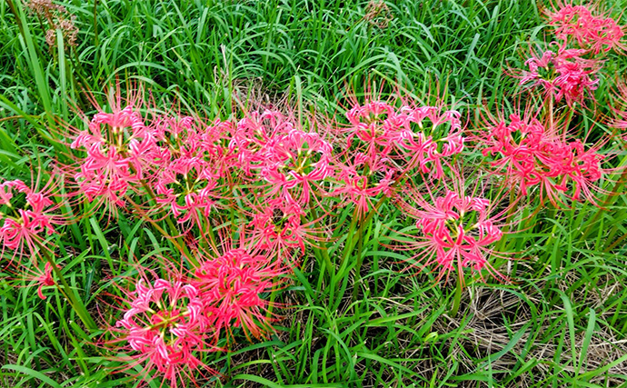 「見かけても絶対触っちゃダメ！」 釣り場で見かける有毒＆危険植物3選