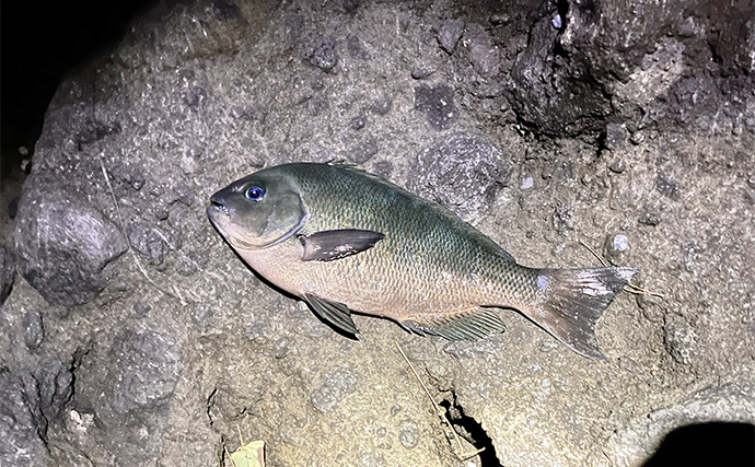 「スマートウォッチの有無で釣果が決まる？」 伊豆大島を１周して磯釣りポイントを探索してみた