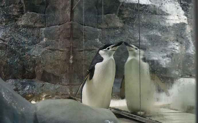 意外とどう猛な＜ペンギン＞3選　可愛いだけじゃない＜ペンギン＞の裏の顔とは？