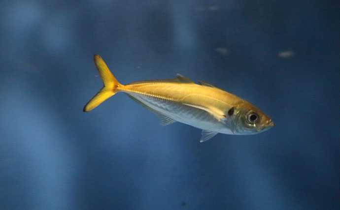 再生可能エネルギー【浮体式洋上風力発電施設】の周りサカナが集まることが証明される