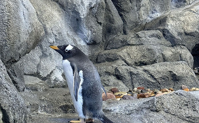 意外とどう猛な＜ペンギン＞3選　可愛いだけじゃない＜ペンギン＞の裏の顔とは？