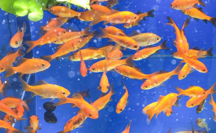 「その水槽大丈夫？」魚がたくさんいるキレイな水槽に迫る【過密水槽の危険】