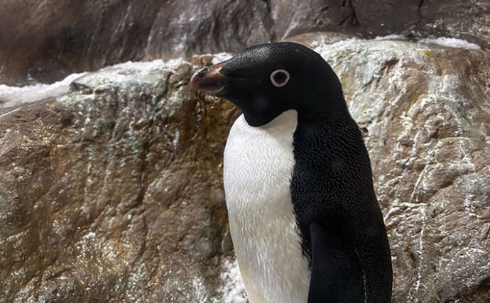 意外とどう猛な＜ペンギン＞3選　可愛いだけじゃない＜ペンギン＞の裏の顔とは？