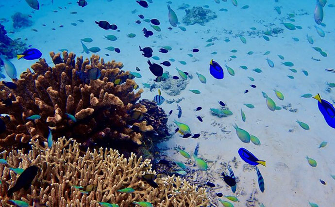 「2048年までに食卓から魚が消えてしまうかも？」 3つの要因と対策について紹介