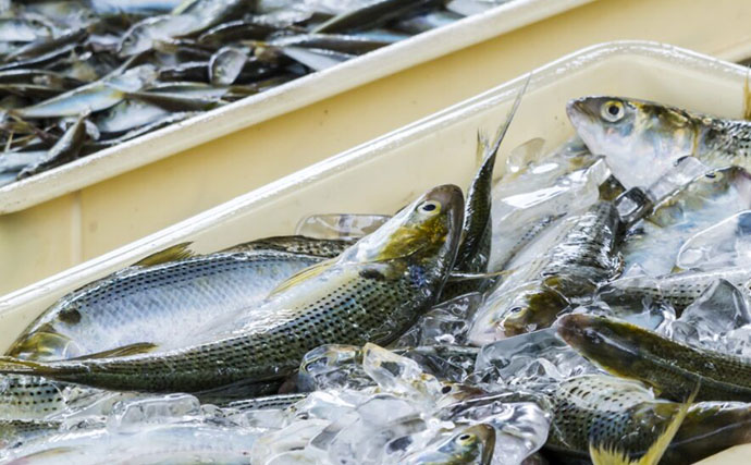 「2048年までに食卓から魚が消えてしまうかも？」 3つの要因と対策について紹介