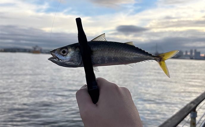 「秋は陸で青物を釣るチャンス！」ライトショアジギング（LSJ）の季節別ターゲットを紹介