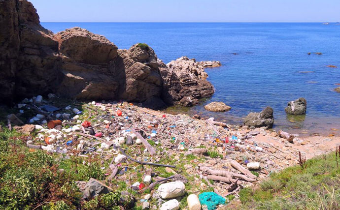 磯での生き物採集の【ルール・マナー・安全対策】を徹底解説　海藻には要注意？