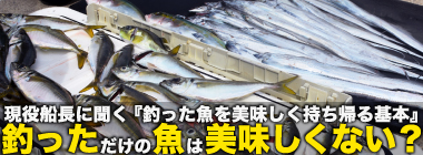 「釣っただけの魚は美味しくない？」 船長に聞く【魚の絞め方・冷やし方・持ち帰り方】