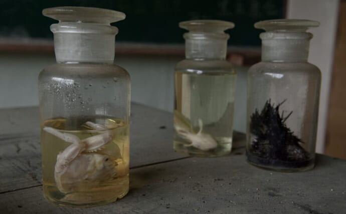 海で手に入れた生き物を＜液浸標本＞にしてみよう！　必要な道具と手順を説明