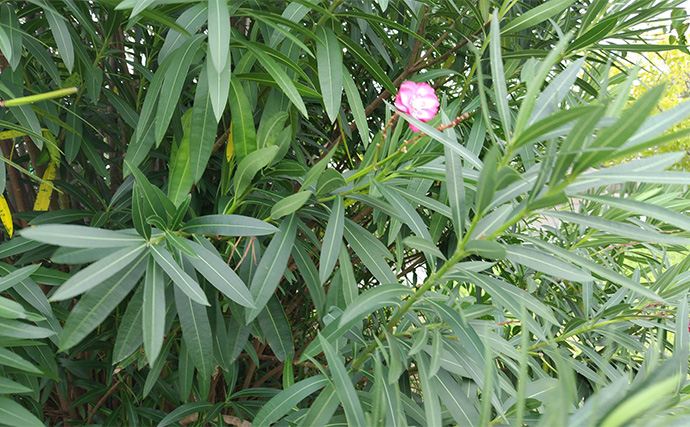 「見かけても絶対触っちゃダメ！」 釣り場で見かける有毒＆危険植物3選