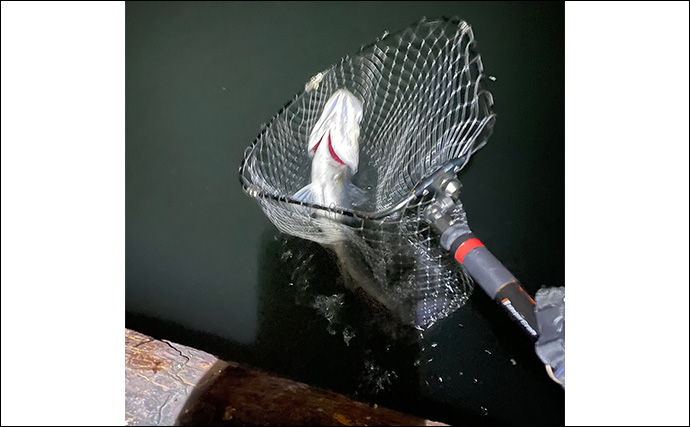 ライトショアジギング（LSJ）に適したロッドとリールの条件　エギングタックル流用はアリ