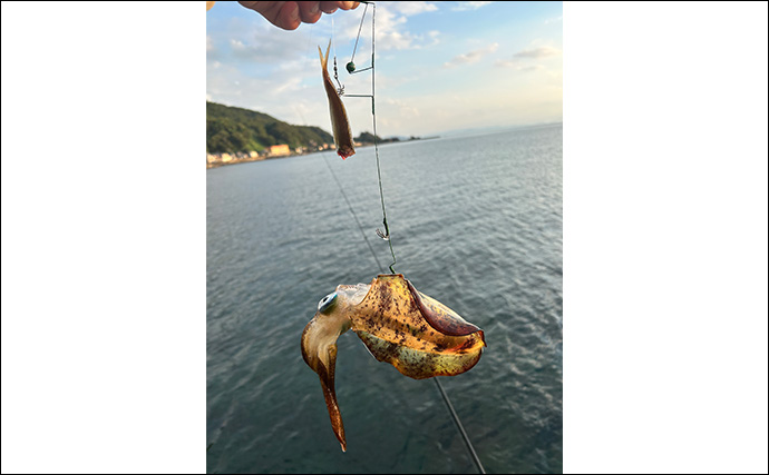 ヤエン釣りでアオリイカ6杯をキャッチ【茂原人工海水浴場】ゲストに青物もヒット