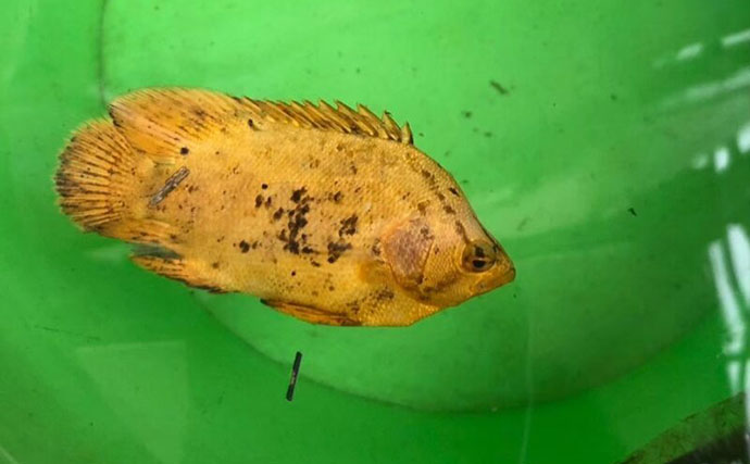 捨てられたペットボトルは【魚の死のゆりかご】　海洋ゴミによる見逃しがちな悪影響とは？