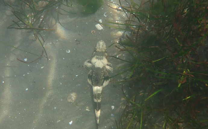 生き物好きが海から徒歩30秒の場所に住んでみたら部屋中が水槽だらけになった