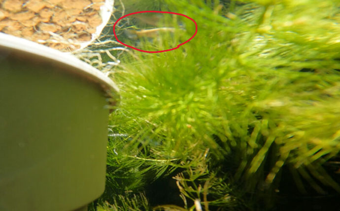 ベランダのビオトープで「メダカ」が産卵！　水草に卵を産み付ける瞬間を目撃