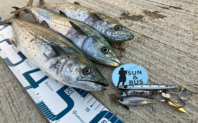 「秋の青物シーズンが本番突入！」大阪南港魚つり園でのショアジギングでサゴシ連発！