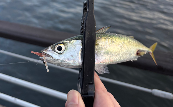 「釣ったサバを釣りエサにしよう！」加工方法から保存の仕方までを解説