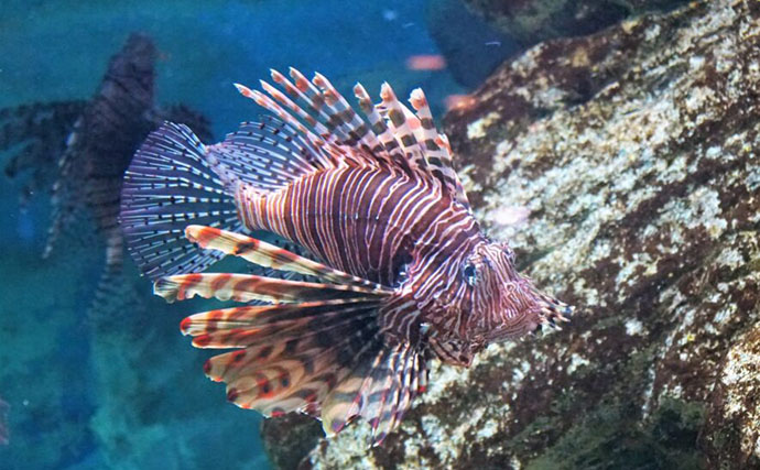 水中で魚を撮影するなら昼よりも夜がオススメな理由　魚に近づきやすいくなるから？