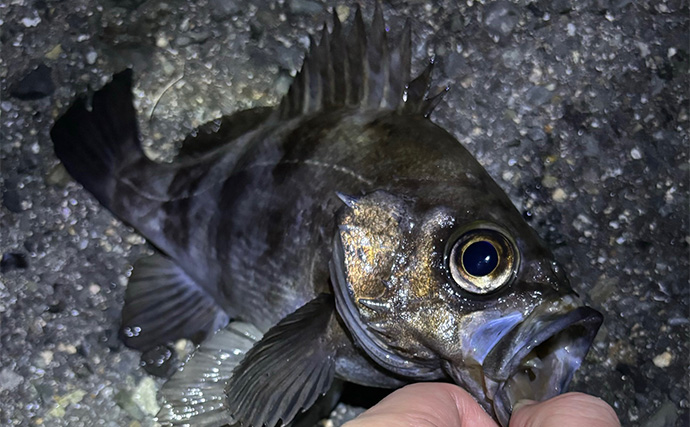 今年の秋冬は陸っぱりライトゲームに入門しよう　初めに揃えるべき釣具を紹介