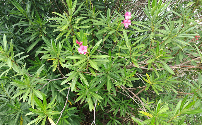 「見かけても絶対触っちゃダメ！」 釣り場で見かける有毒＆危険植物3選