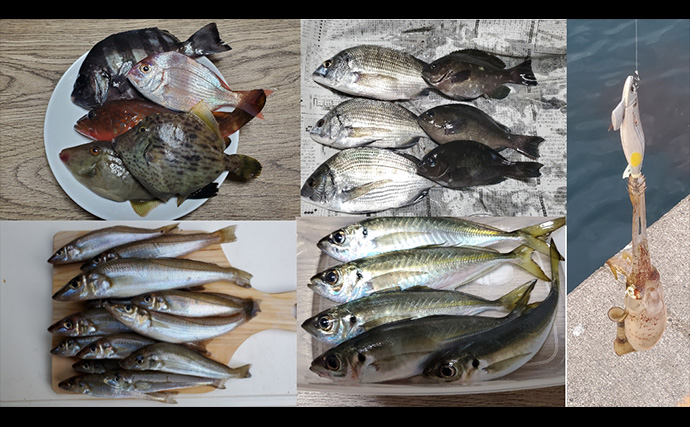 「初ヒットまで1年、初キャッチまで10年！」 ルアーシーバス釣りは難しい？