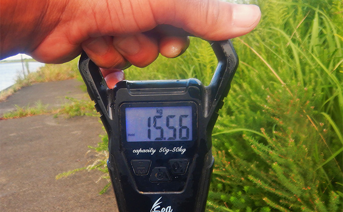 1泊2日で大型ハクレンを狙う【茨城・常陸利根川】メーター超え本命と嬉しい対面！