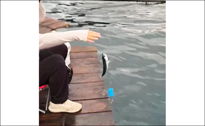 八角形の養殖筏で五目釣り【三重・南伊勢】サビキは入れ食い＆釣れすぎ注意報