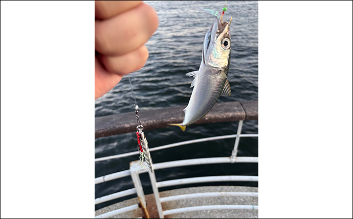 「秋は陸で青物を釣るチャンス！」ライトショアジギング（LSJ）の季節別ターゲットを紹介
