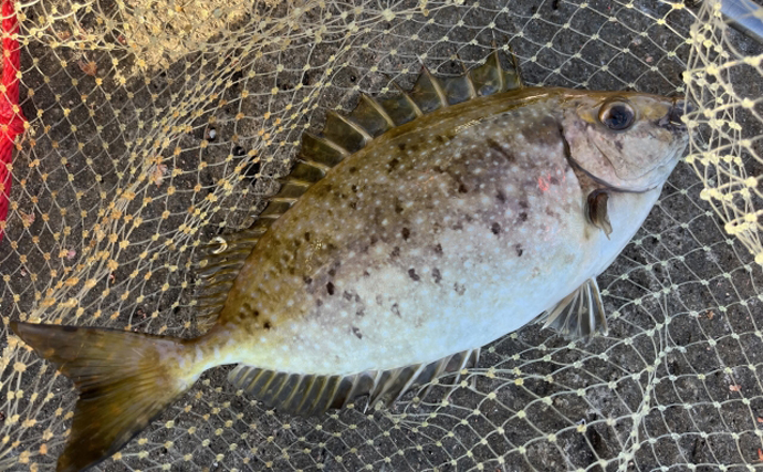 東京湾奥に毒魚「バリ（アイゴ）」が侵攻中！ 臭い皮を美味しく食べる調理法とは？