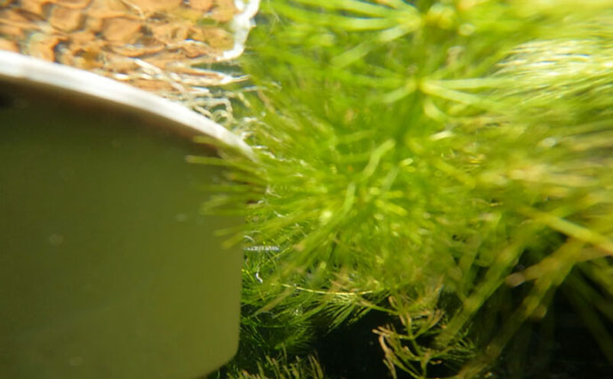 ベランダのビオトープで「メダカ」が産卵！　水草に卵を産み付ける瞬間を目撃