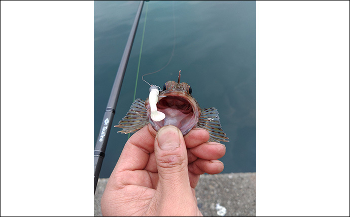 「秋は釣りターゲットがたくさん！」あれもこれも楽しめる【バーサタイルロッドって何？】