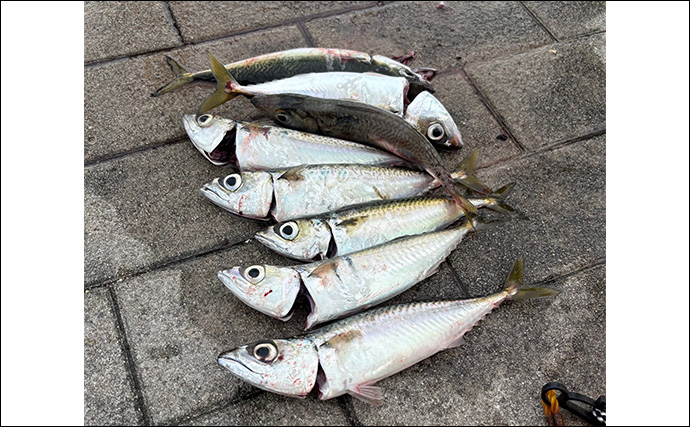 波止のジグサビキ釣行でサバ10尾オーバー【大阪】好反応だったジグカラーとは？