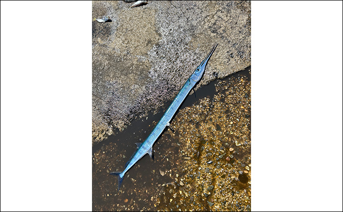 ヤエン釣りでアオリイカ6杯をキャッチ【茂原人工海水浴場】ゲストに青物もヒット