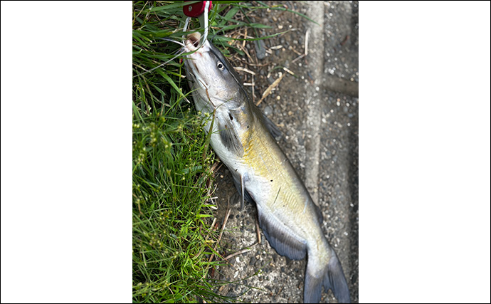 ファミリーフィッシングで手軽に大物釣りたいなら【アメリカナマズ釣りで決まり！】