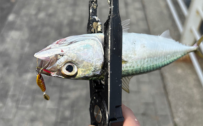 ライトショアジギング（LSJ）超入門 高価なタングステン（TG）のジグは