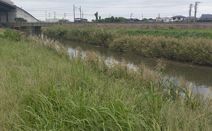 「見かけても絶対触っちゃダメ！」 釣り場で見かける有毒＆危険植物3選