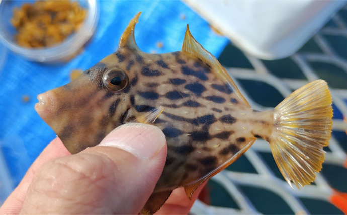 須磨海釣り公園で陸っぱりカワハギ釣りに挑戦【兵庫】エサ取りに苦戦も本命5匹を手中！