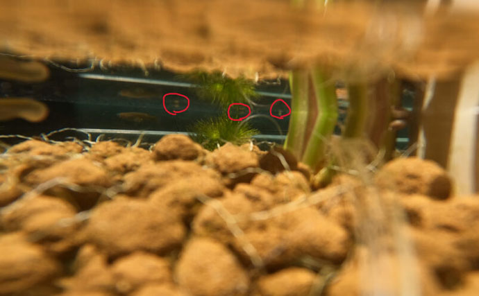 ベランダのビオトープで「メダカ」が産卵！　水草に卵を産み付ける瞬間を目撃