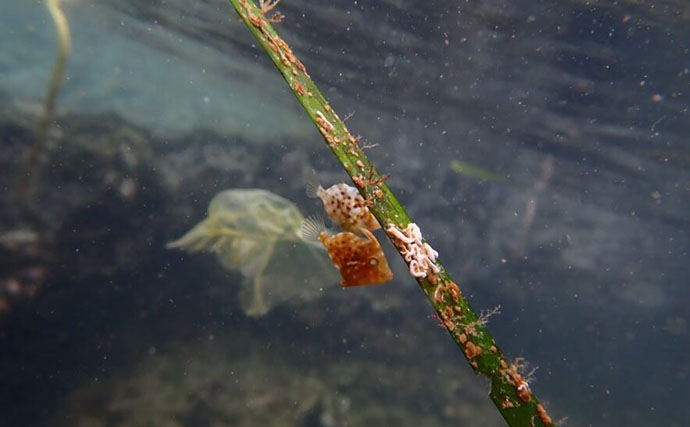 生き物好きが海から徒歩30秒の場所に住んでみたら部屋中が水槽だらけになった