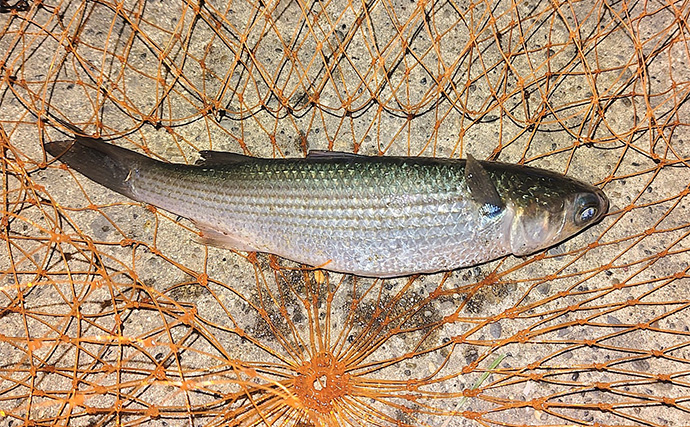 「魚の【荒食い】って何？」  活性がアップする秋こそ釣り入門の大チャンス！