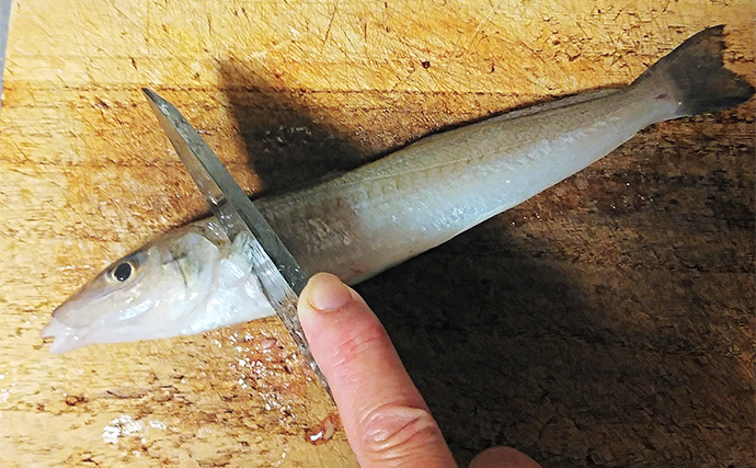 釣ったキスで作る「アレンジ」レシピ：キスわさ　霜降りがカギ