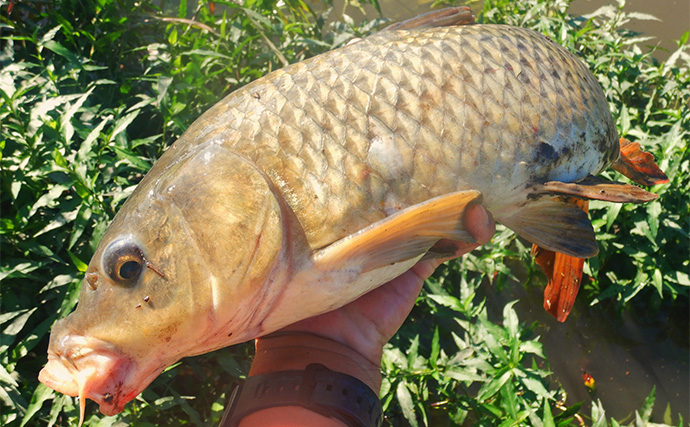 「大型淡水魚の豪引を堪能！」淡水五目釣りで71cmコイに66cmアメリカナマズ【埼玉・元荒川】