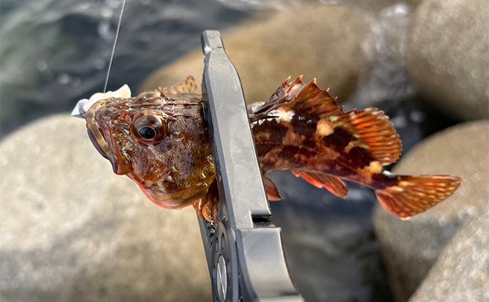 「釣ったサバを釣りエサにしよう！」加工方法から保存の仕方までを解説