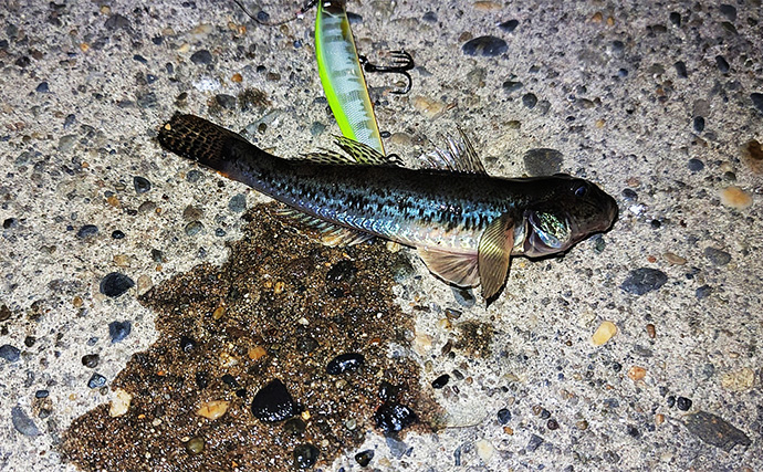 「魚の【荒食い】って何？」  活性がアップする秋こそ釣り入門の大チャンス！