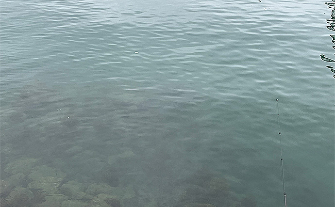 「魚が見えるから昼でも釣れる！」偏光サングラス『Gillsee』で難しいデイアジングを攻略【兵庫・淡路島】