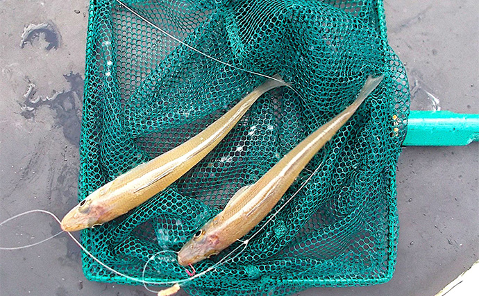 明石沖の秋の好ターゲット3選【青物・フラットフィッシュ・小物類】 自身で釣れば美味しさも格別