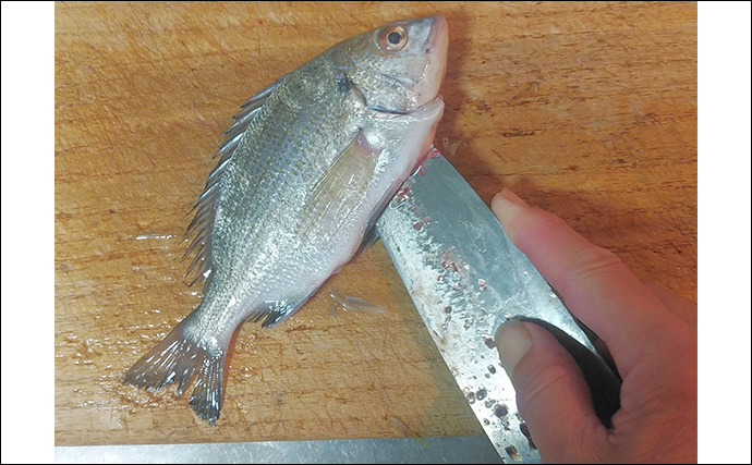 釣れた若魚で作るレシピ：シバチンの吸い物　傷ついた個体を美味しくいただこう