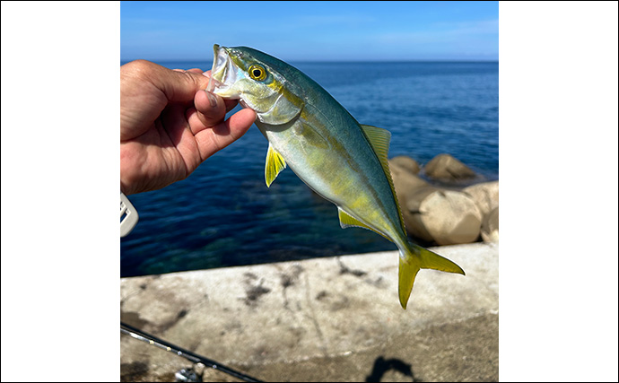 ヤエン釣りでアオリイカ6杯をキャッチ【茂原人工海水浴場】ゲストに青物もヒット