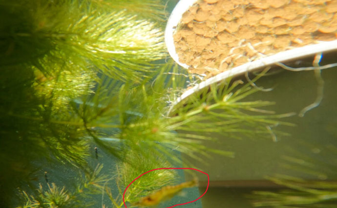 ベランダのビオトープで「メダカ」が産卵！　水草に卵を産み付ける瞬間を目撃